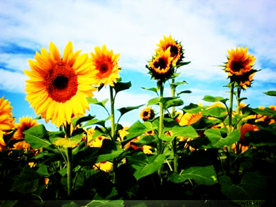 有專門(mén)的壓榨油葵的榨油機(jī)嗎？(圖2)